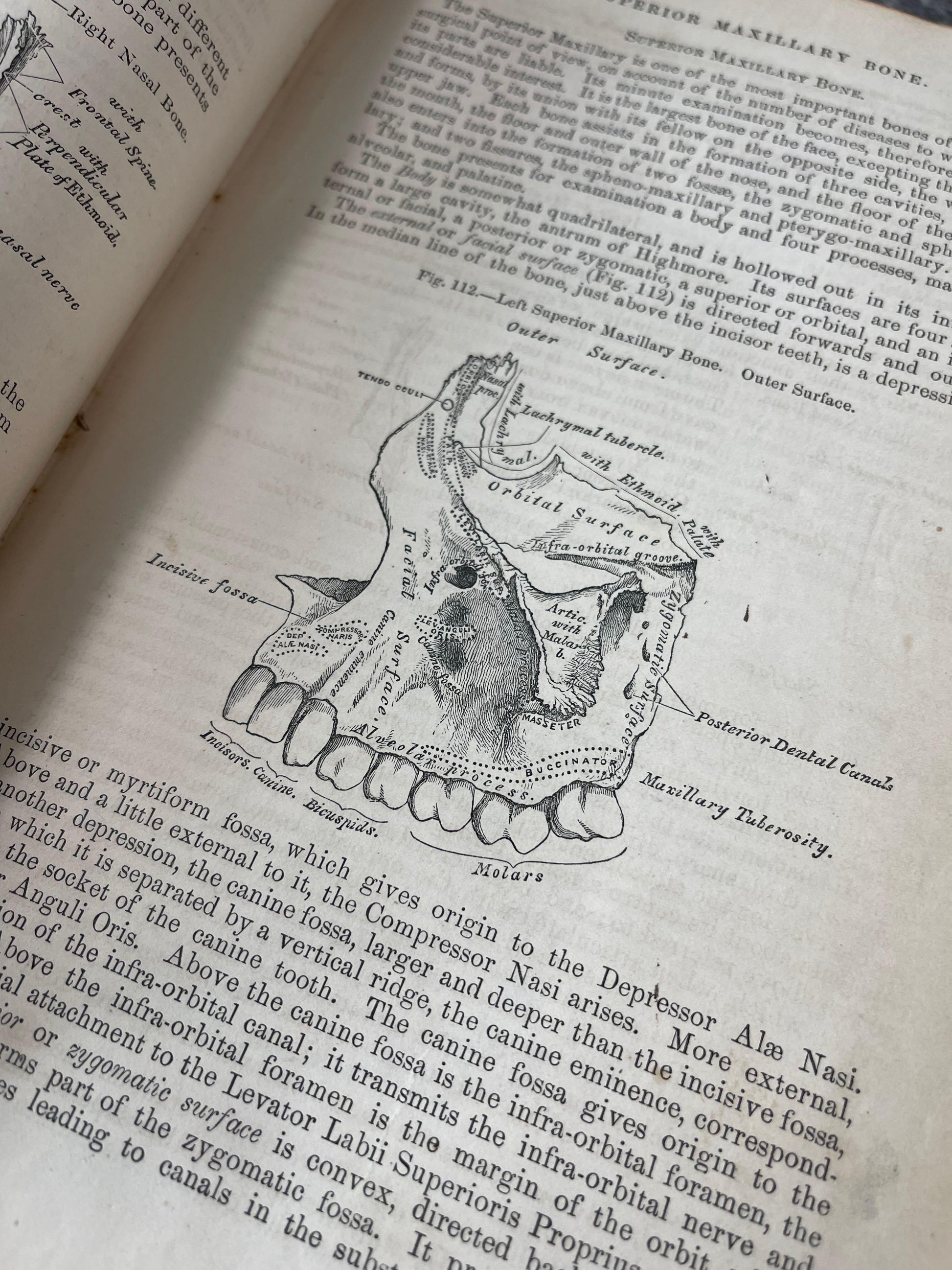 Gray's Anatomy Descriptive and Surgical / Fifth Edition / 1870 - Precious Cache