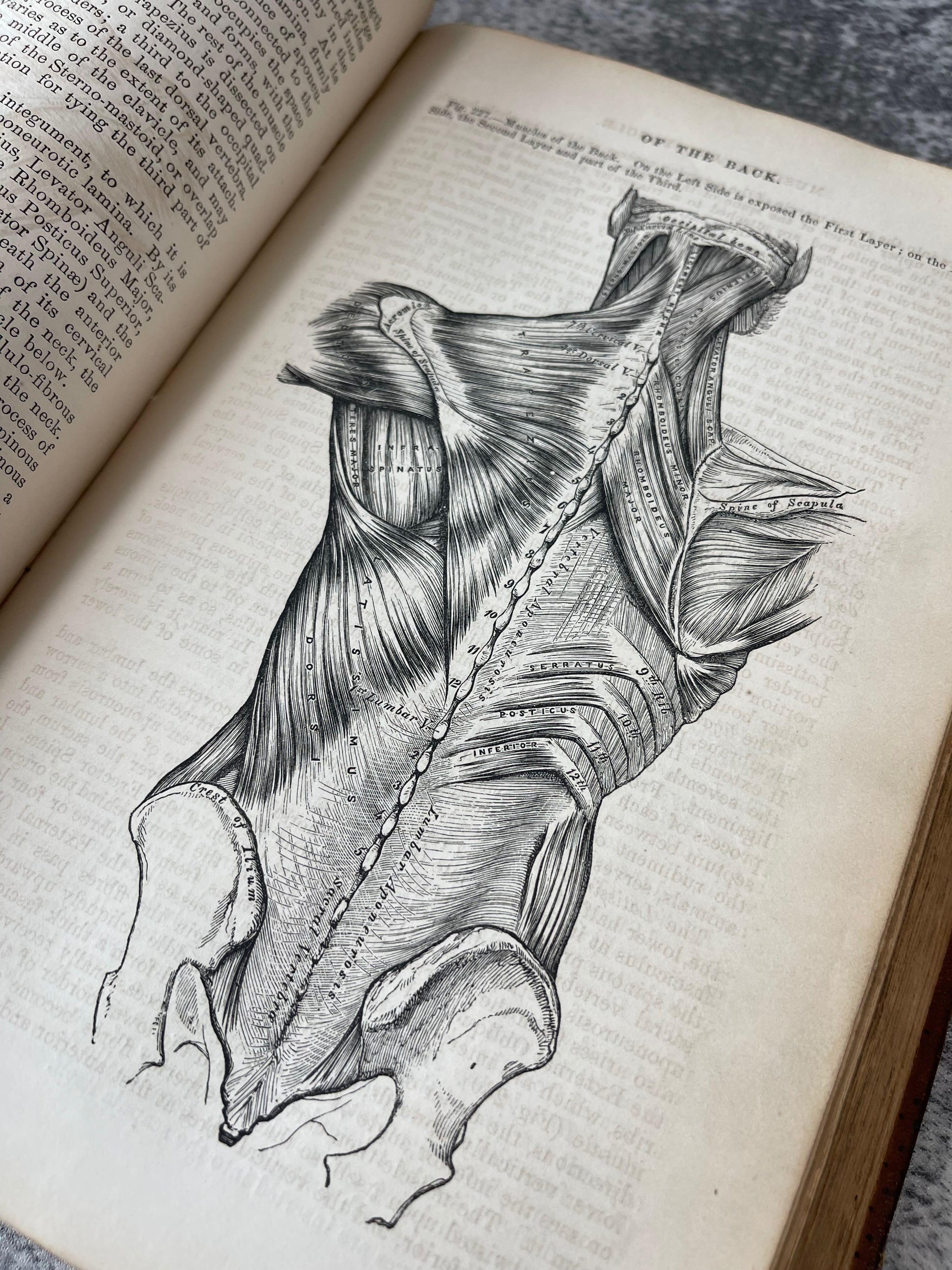 Gray's Anatomy Descriptive and Surgical / Fifth Edition / 1870 - Precious Cache