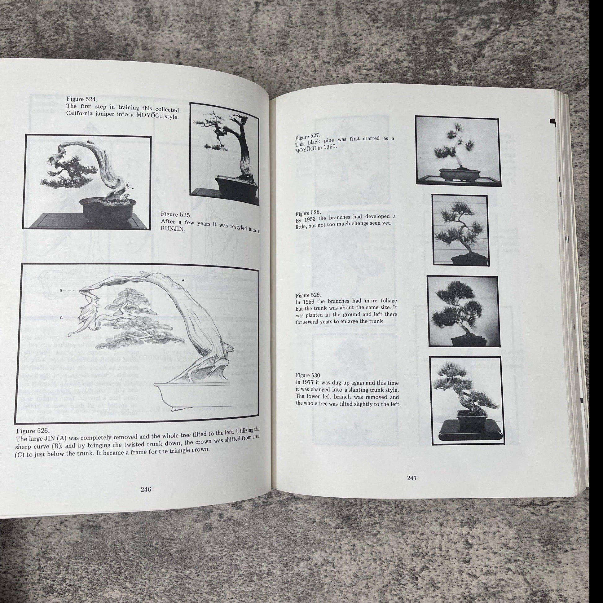 Bonsai Techniques II / Second Printing / 1984 - Precious Cache