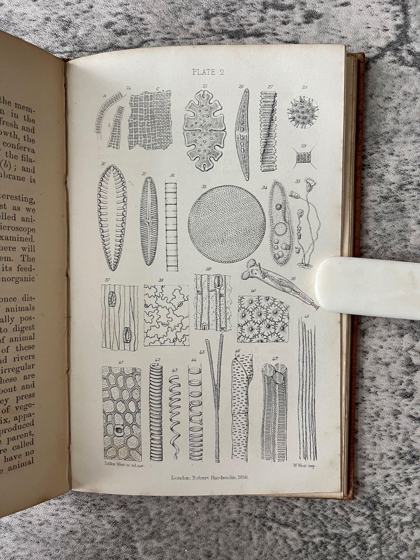 Microscope Biology Science and Chemistry / 6 Book Lot / c1800s - Precious Cache